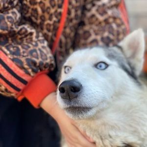 Meet your Posher, El